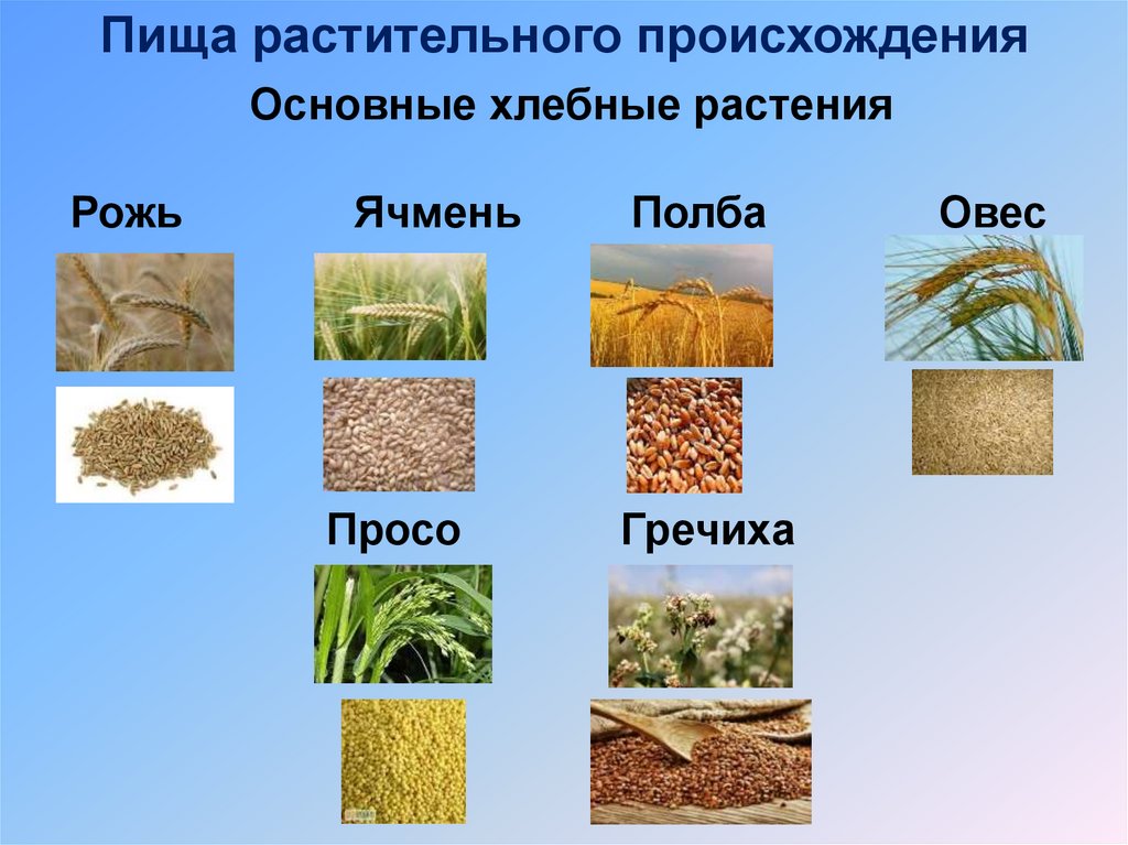 Какие зерновые культуры выращивали в россии. Зерновые растения. Хлебные культурные растения. Зерновые культуры и злаки. Зерновые культуры хлебные злаки.