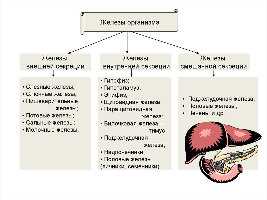 Органы внешней секреции человека