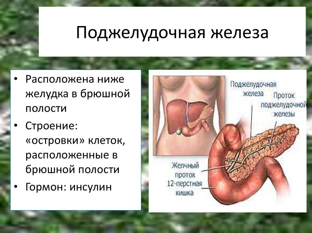 Печень внутренняя железа. Поджелудочная железа расположение. Поджелудочная железа железа расположение. Поджелудочная железа распо. Поджелудочная железа расположена в брюшной полости.