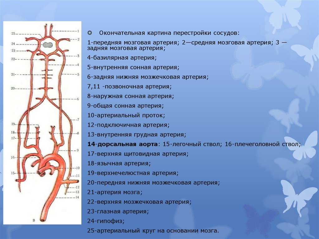 Артерии задних сегментов. Система внутренней сонной артерии схема. Внутренняя Сонная артерия мозг. Артерии внутренней сонной артерии. Внутренняя Сонная артерия анатомия.