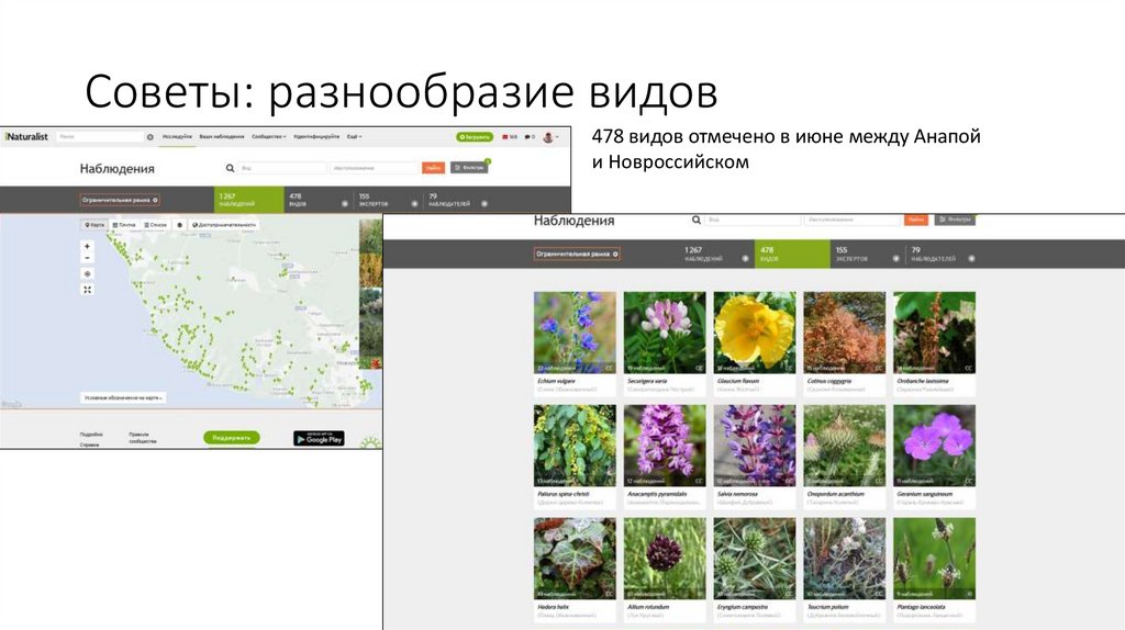 Советы: разнообразие видов