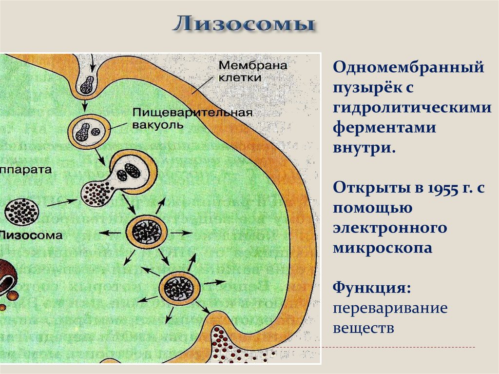 Урок клетка 10 класс. Надклеточные структуры. Адвентициальные клетки строение. Временная структура клетки. Надклеточные структуры происхождение.