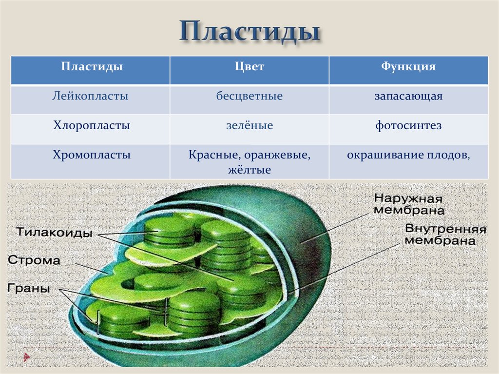 Какой цифрой на рисунке обозначена структура клетки которой имеют хлоропласты