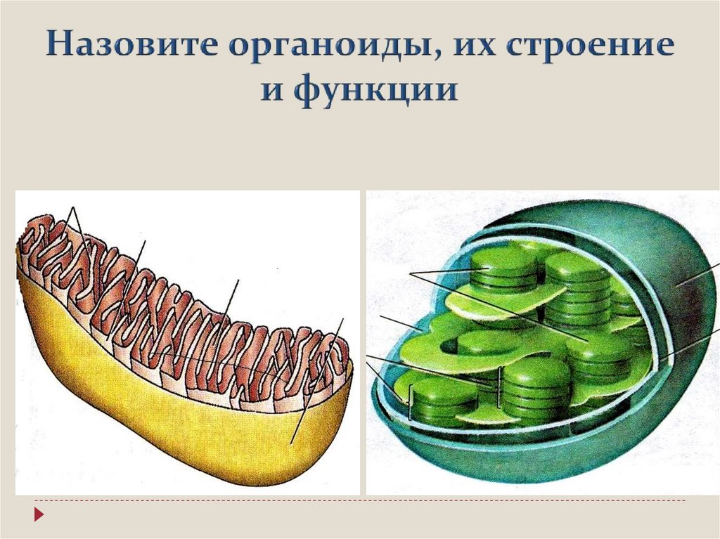 Строение клетки презентация 10 класс профильный уровень