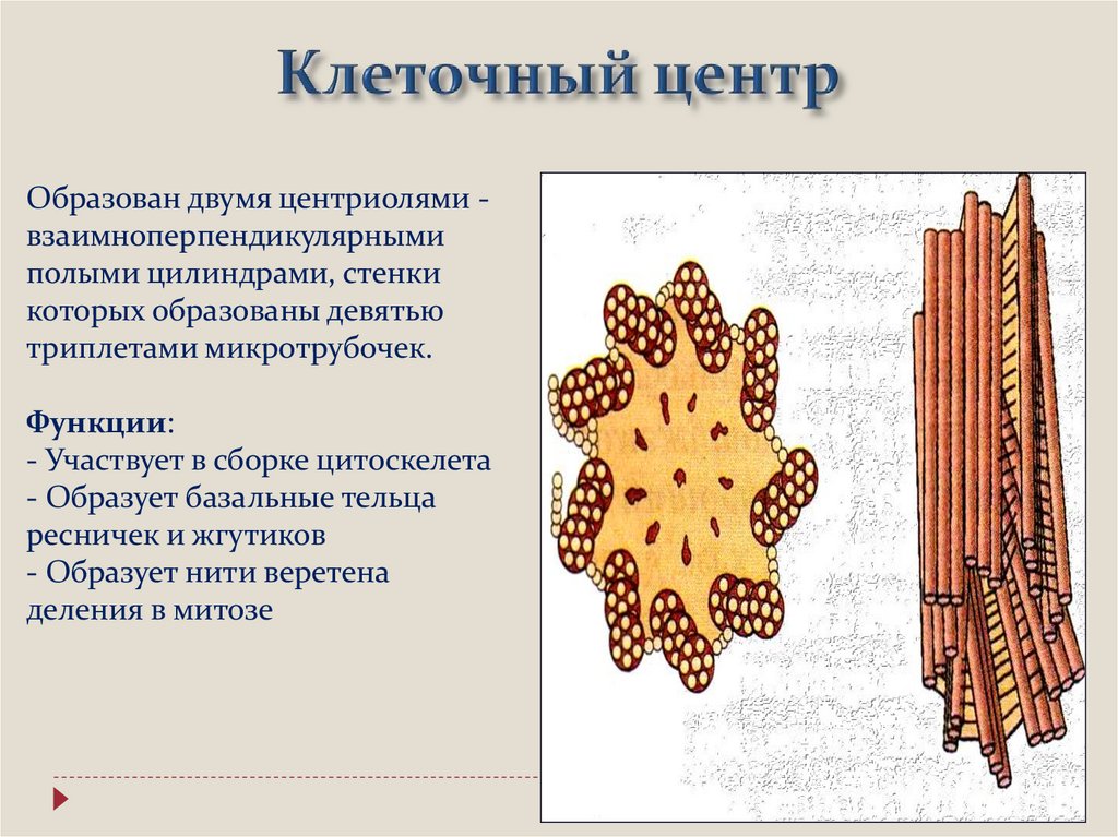 Вещество разрушающее микротрубочки веретена деления