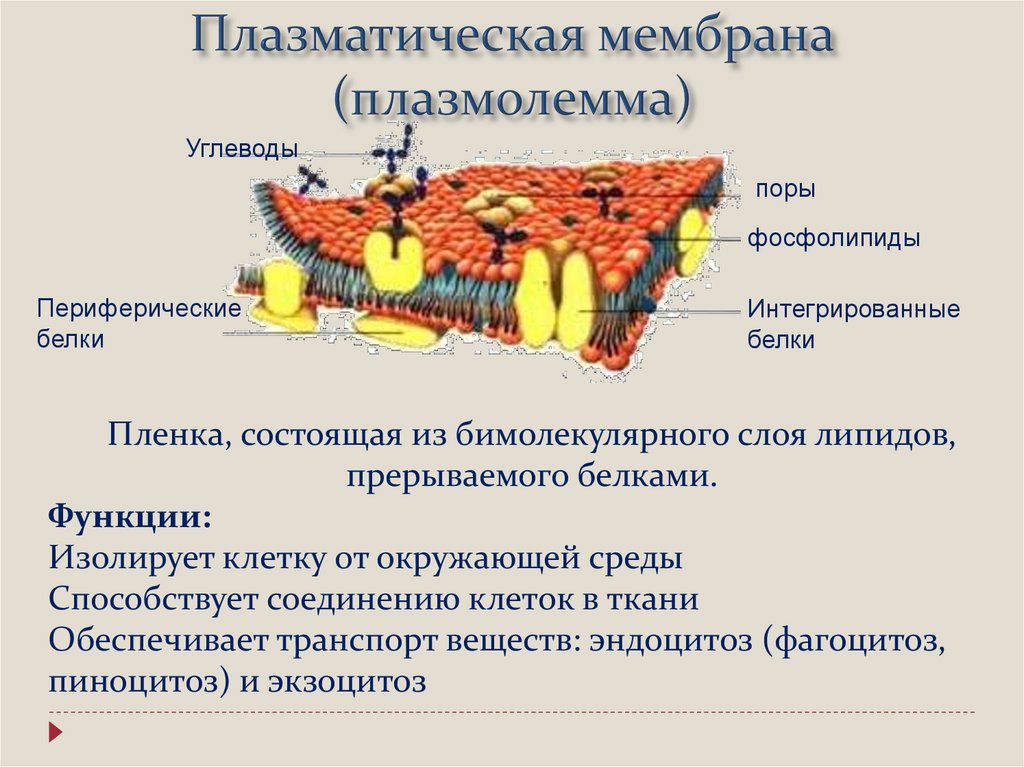 Функции плазмалеммы клетки. Надклеточные структуры. Гомогенат клетки строение. Неклеточные и постклеточные структуры клетки. Состав клеточного питания.