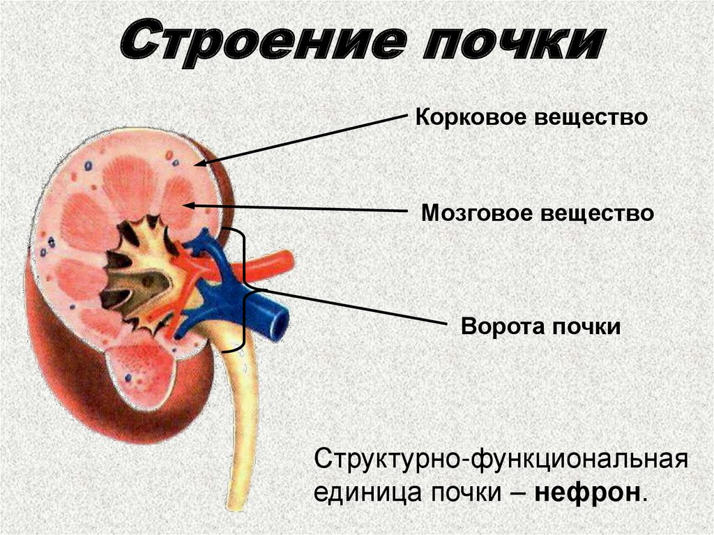 Общий план строения почки