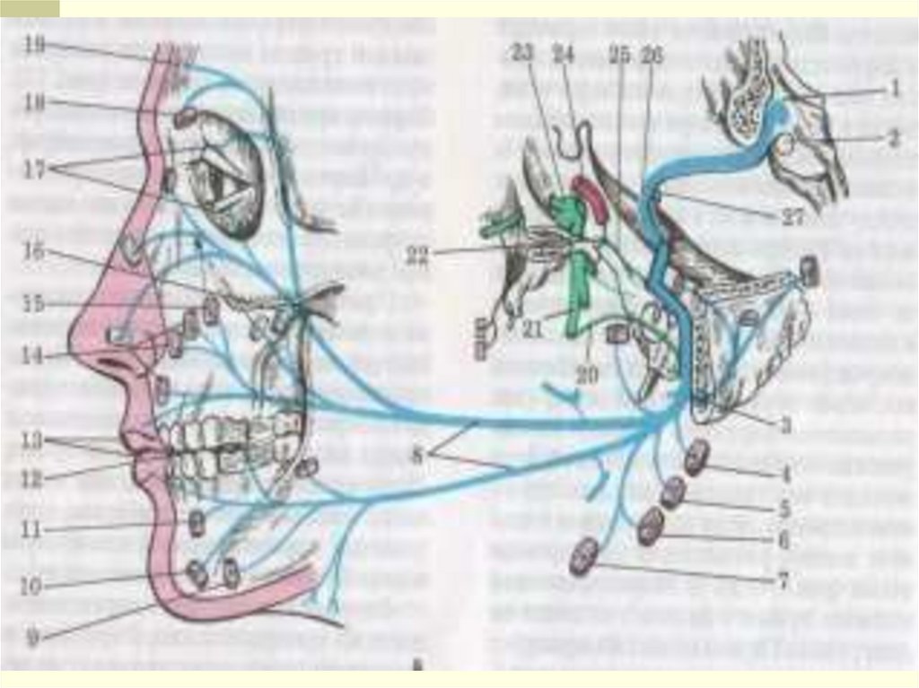 Нервные узлы черепных нервов. 5 Пара черепных нервов схема. VII пара черепных нервов. 7 Пара черепных нервов анатомия. Седьмая пара черепных нервов.