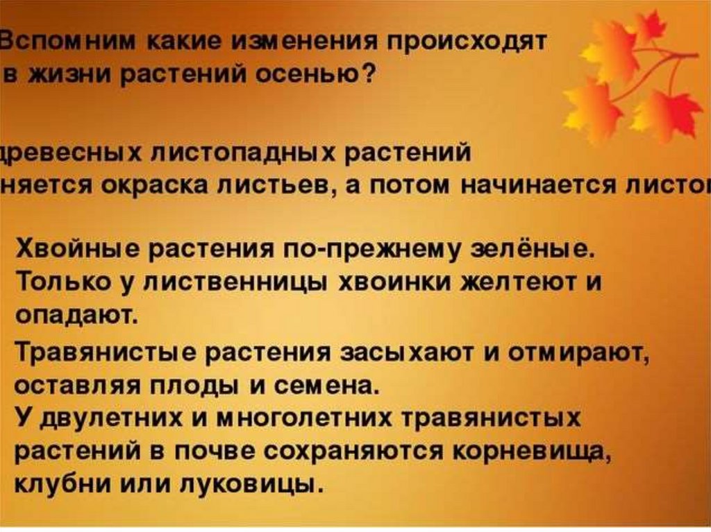 Сезонные изменения. Изменения растений осенью. Осенние изменения в жизни растений. Сезонные изменения в жизни растений осенью. Осенние изменения в жизни растений и животных.