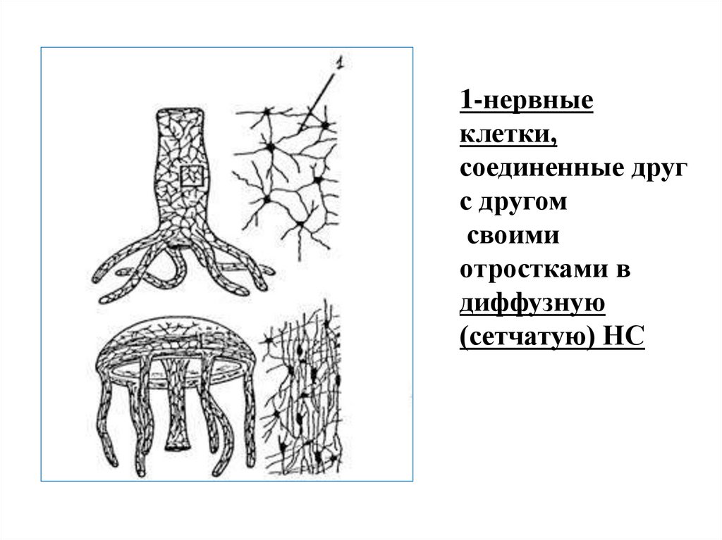 Клетка многоклеточных животных. Рисунок многоклеточного организма. Клетка царства животных. Примитивные многоклеточные примеры.