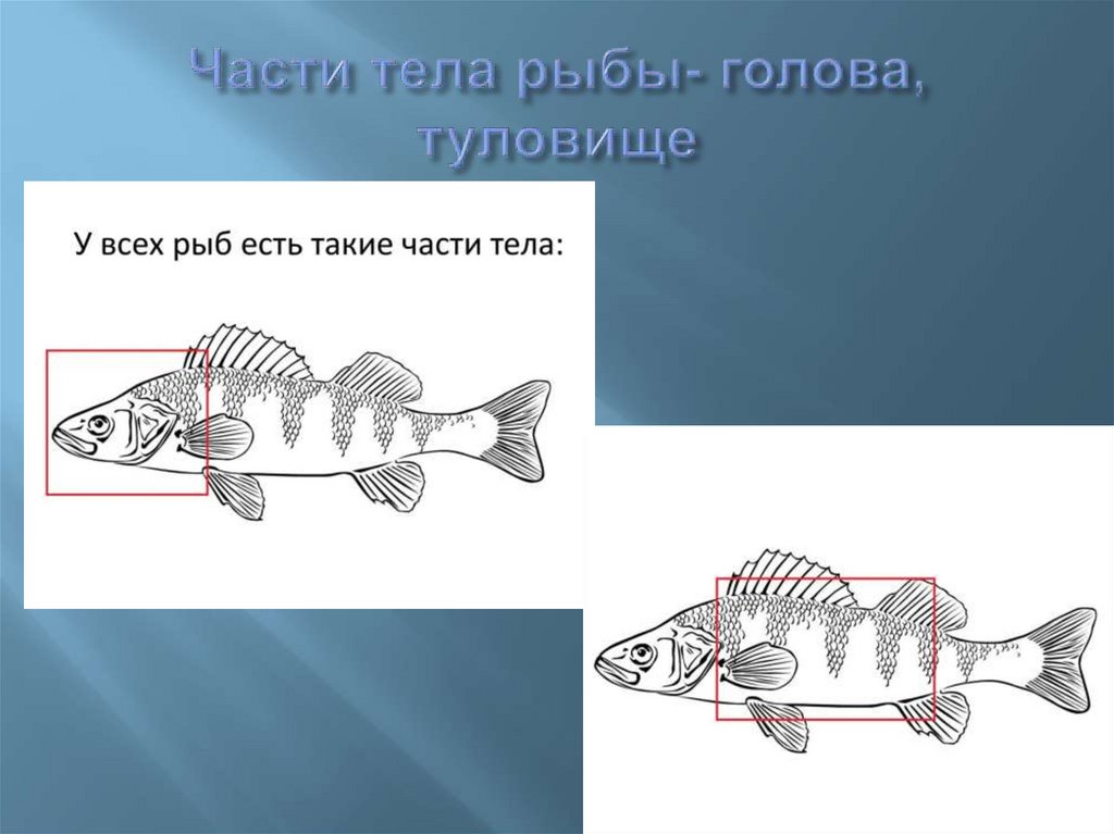 Организм рыбы. Части тела рыбы. Форма головы рыб. Длина тела рыбы. Границы тела рыбы.