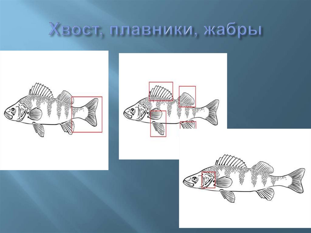 Хвост, плавники, жабры