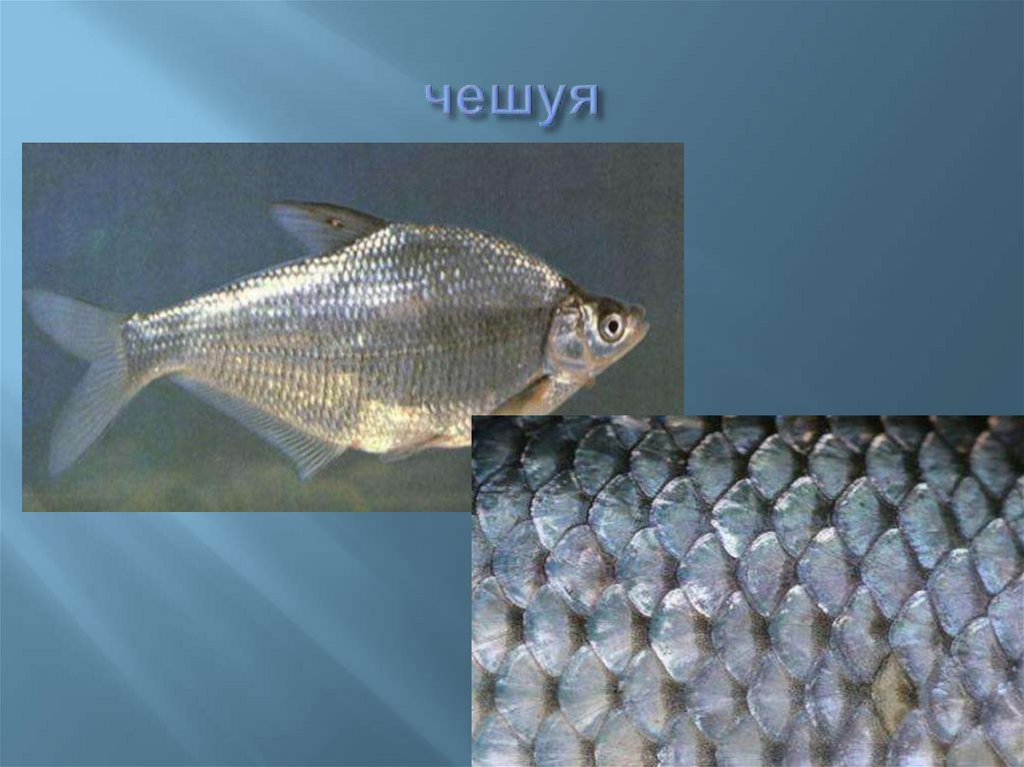 чешуя