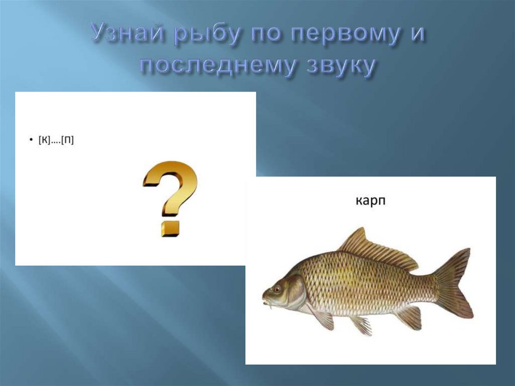 Узнай рыб. Как определить рыбу. Направление течения воды рыбы определяют