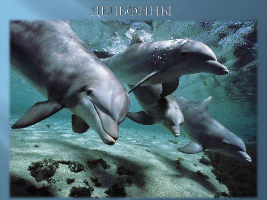 ДЕЛЬФИНЫ