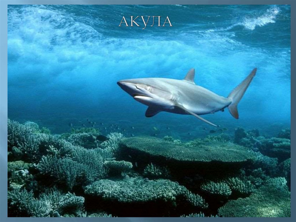 АКУЛА