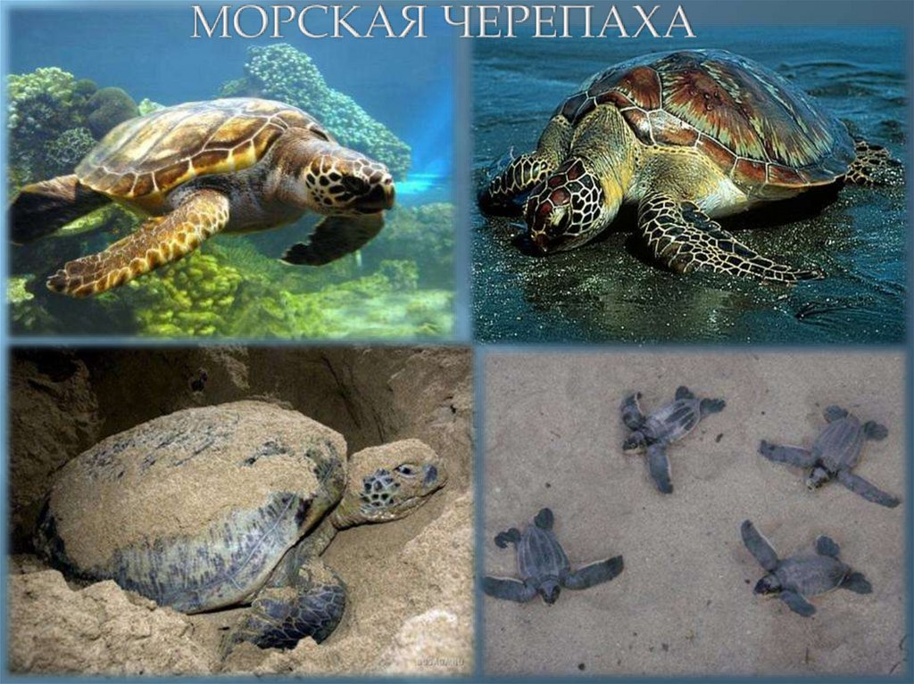 МОРСКАЯ ЧЕРЕПАХА