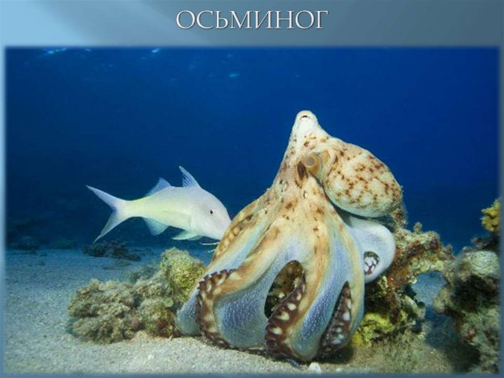 ОСЬМИНОГ
