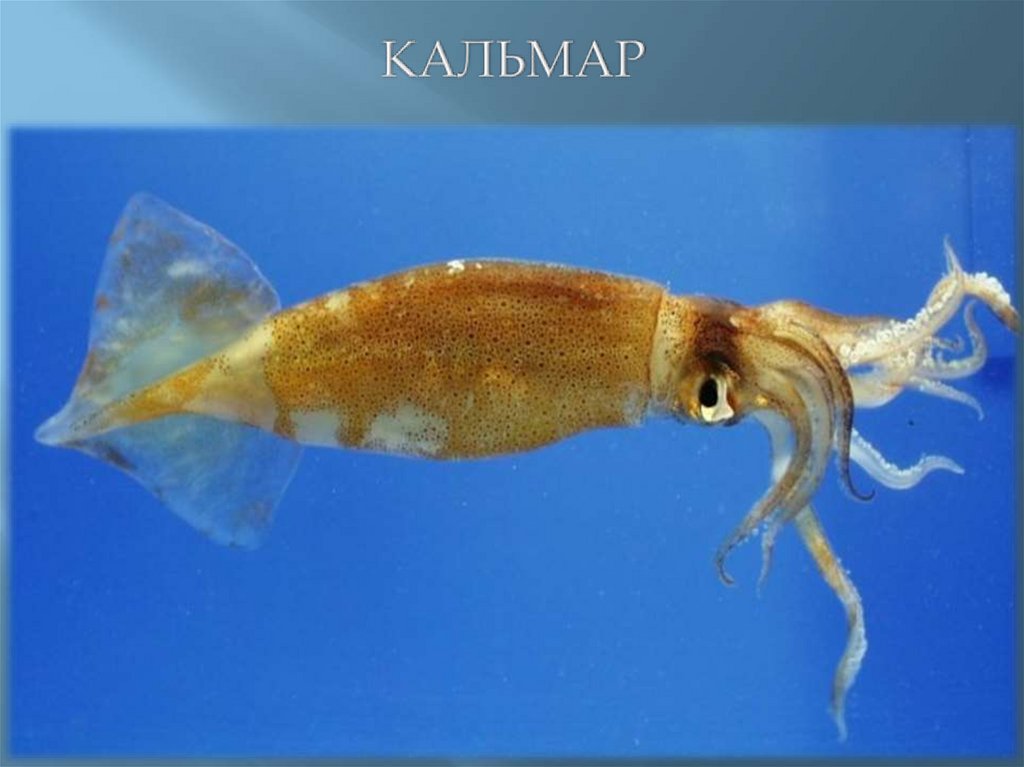 КАЛЬМАР