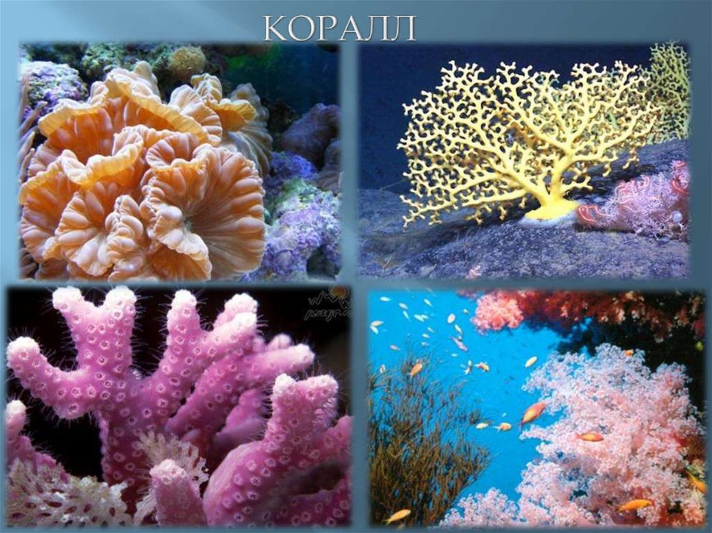 КОРАЛЛ