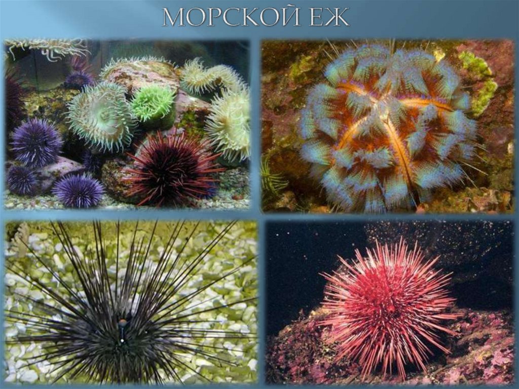 МОРСКОЙ ЕЖ