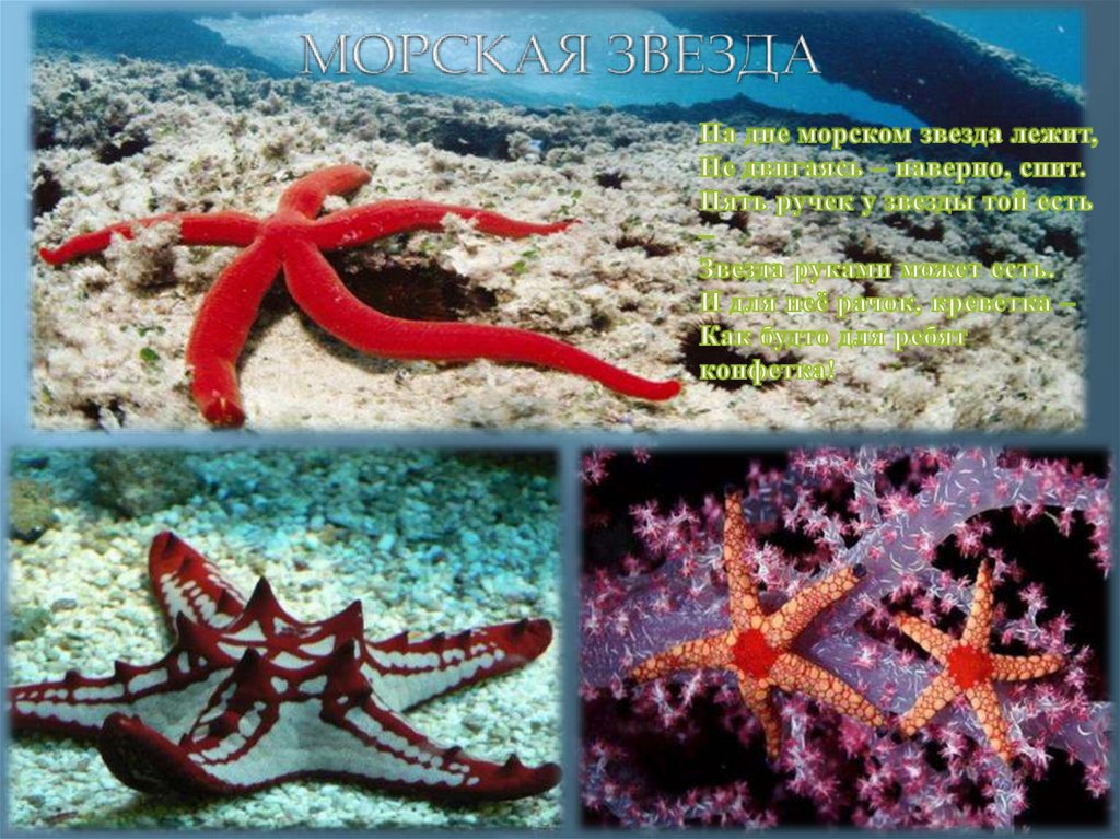 МОРСКАЯ ЗВЕЗДА