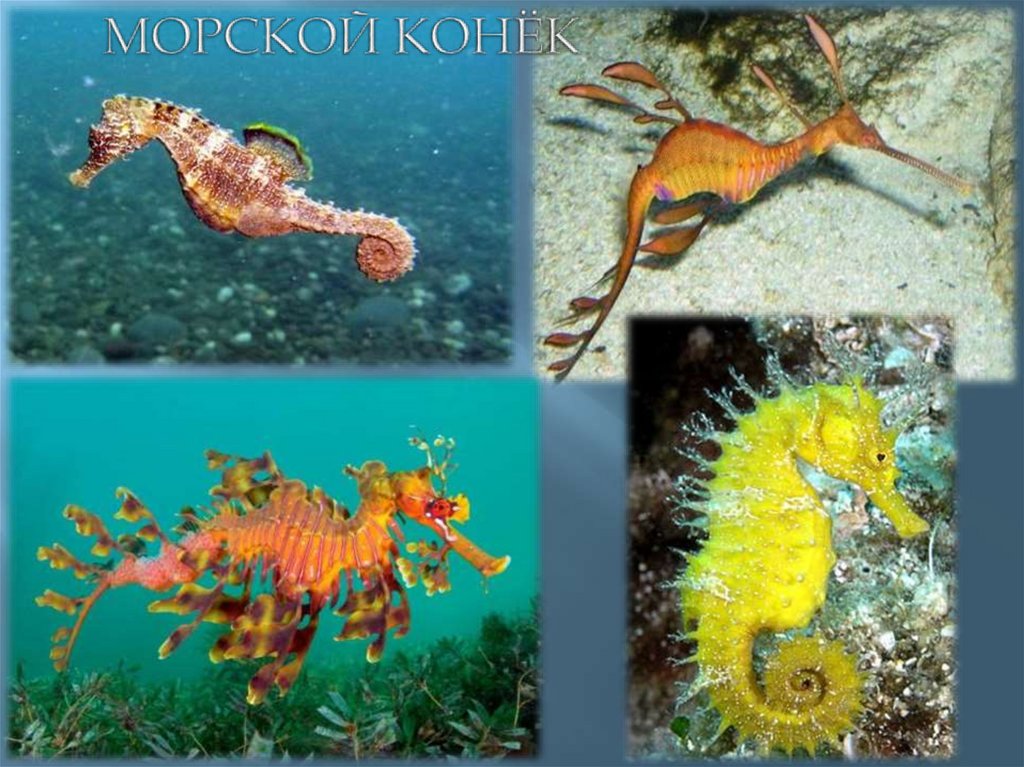 МОРСКОЙ КОНЁК