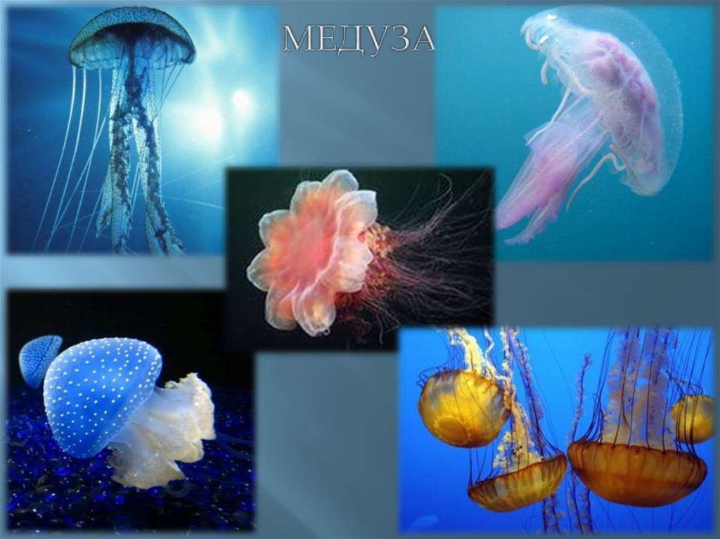 МЕДУЗА