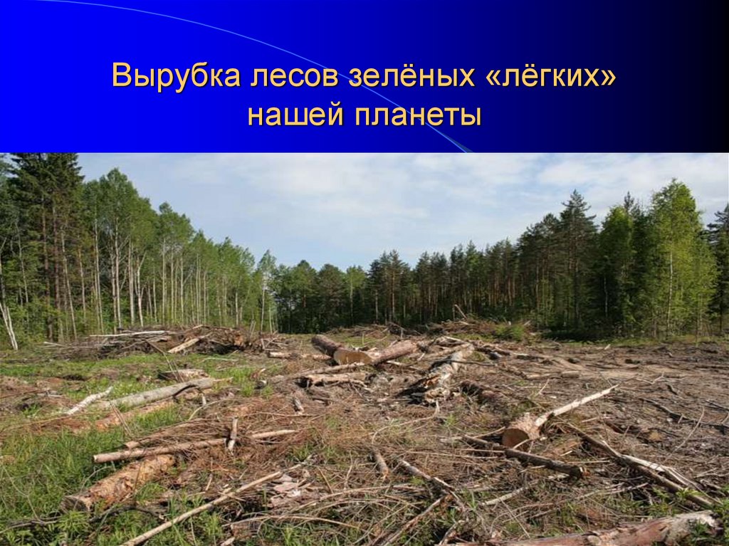 Охрана леса от вырубки