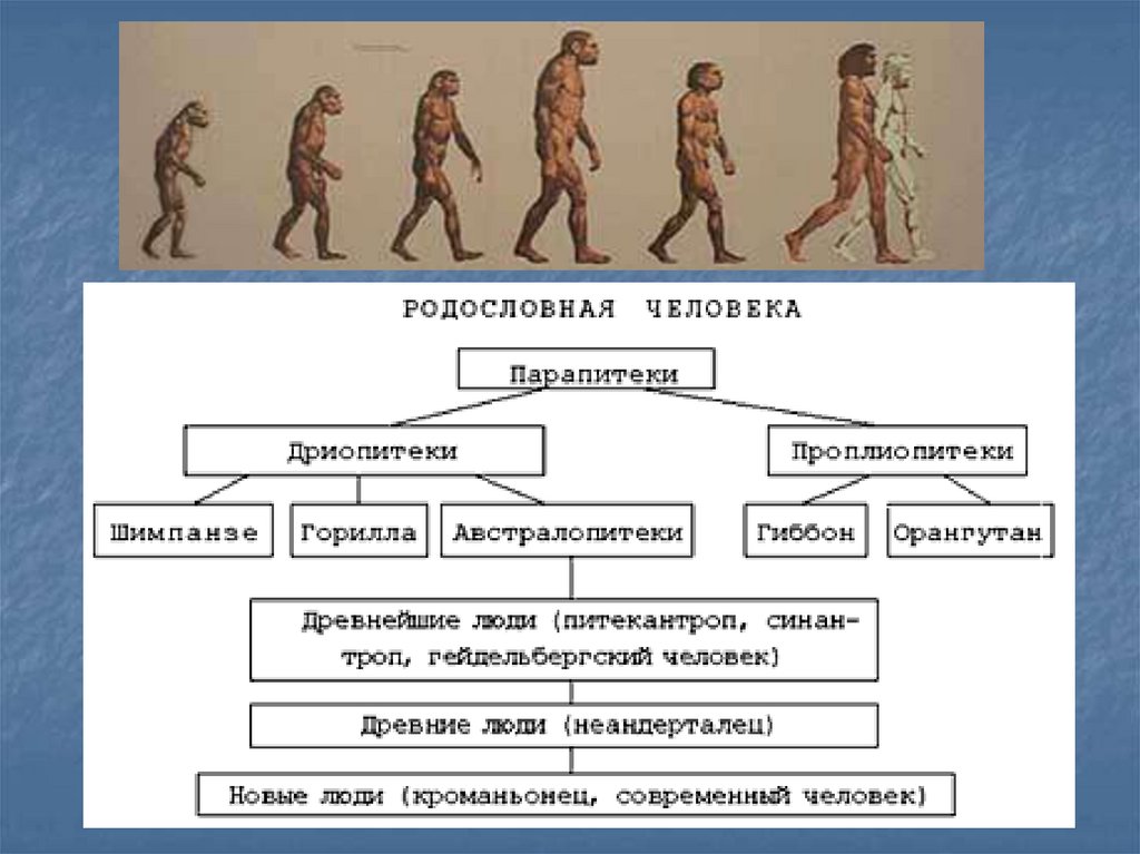 Презентация этапы эволюции человека 9 класс пономарева. Схема эволюции человека 5 класс биология. Схема этапы эволюции человека биология 9 класс. Кластер этапы эволюции человека. Эволюция происхождения человека схема.