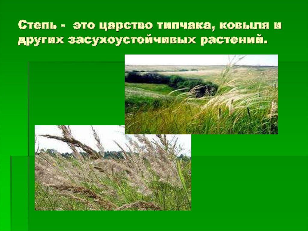 Царем почв называют. Почвы степи Западной Сибири. В зоне степей увлажнение. Ковыль и Типчак. Приспособление типчака в степи.