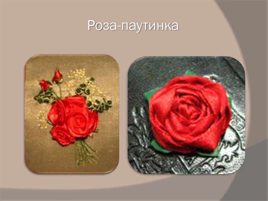 Роза-паутинка