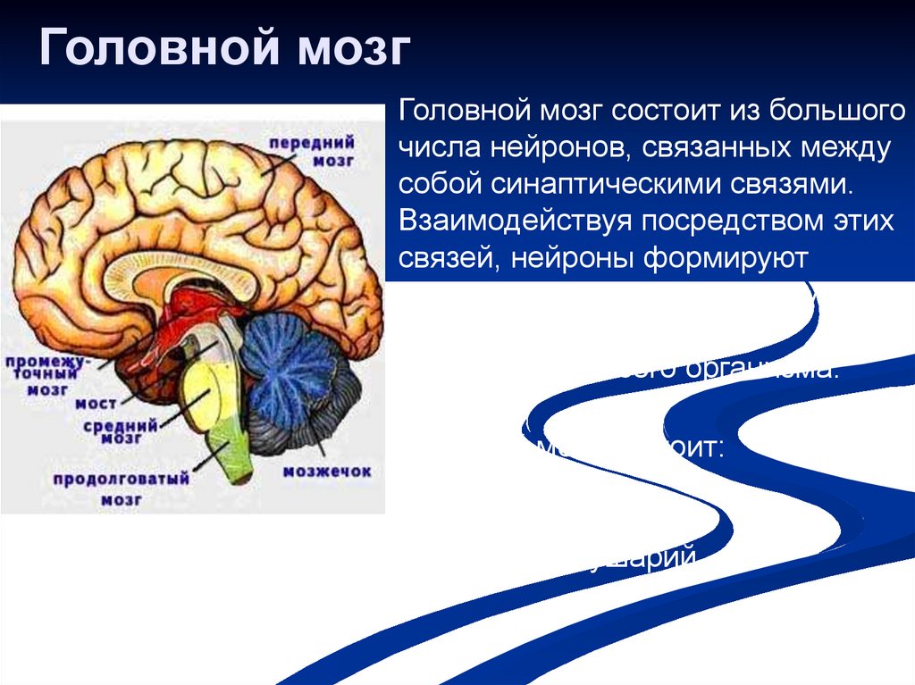 Задний отдел головного мозга состоит. Головной мозг. Головной мозг состоит. Головной мозг момтоитиз. Головрй мозг сомтоит и.
