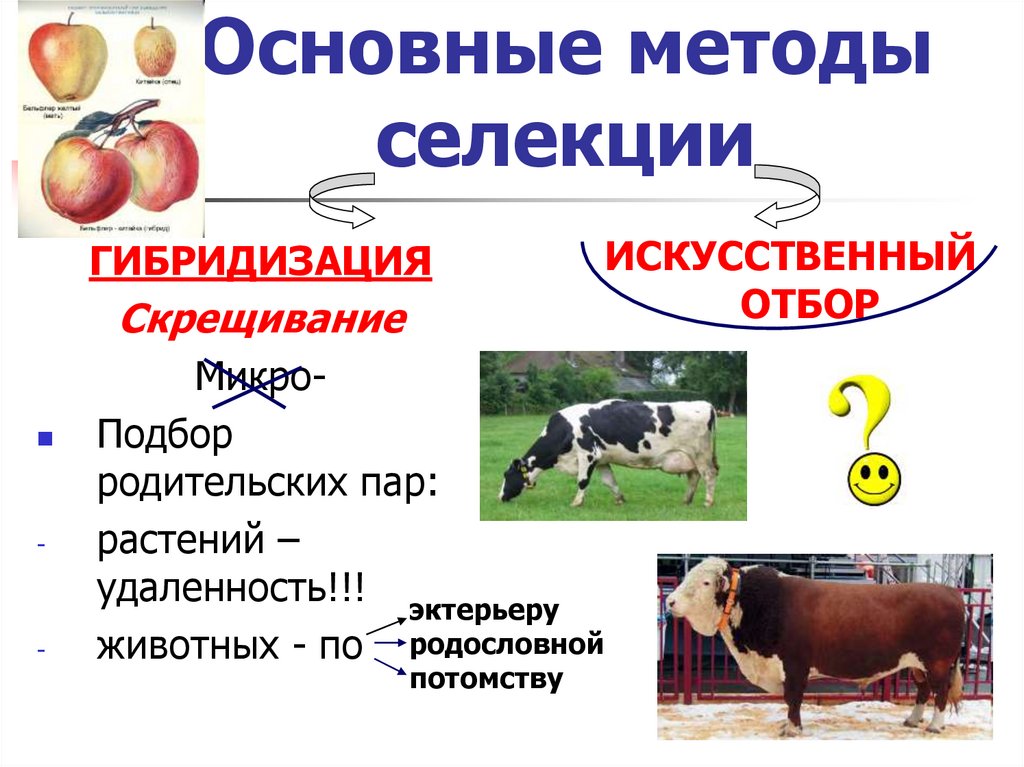 Основные методы селекции