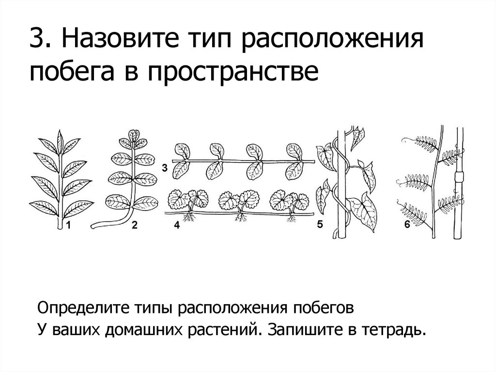 3 типа побегов