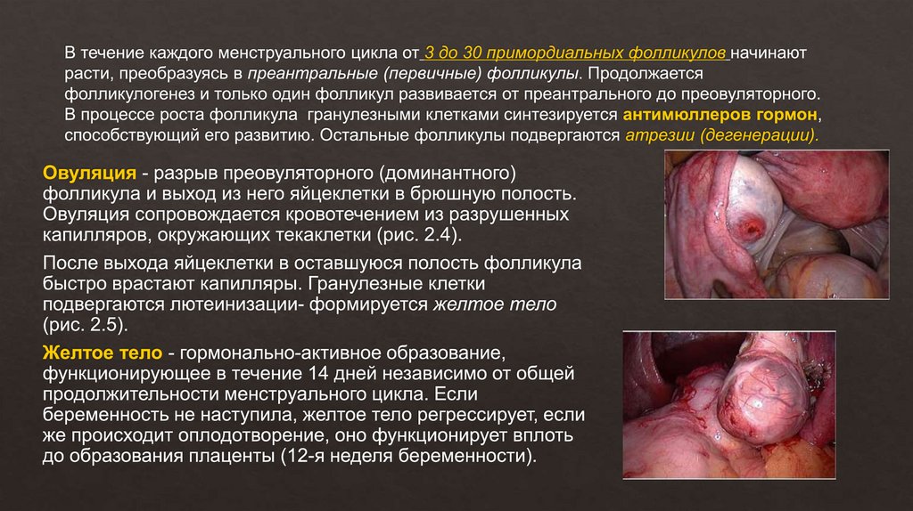 В течение каждого менструального цикла от 3 до 30 примордиальных фолликулов начинают расти, преобразуясь в преантральные