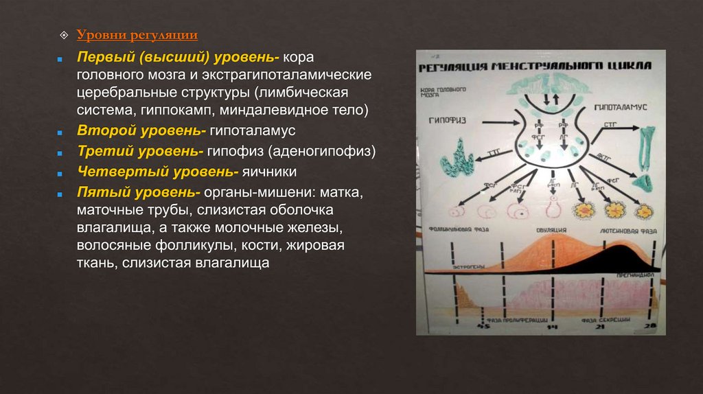 Презентация на тему менструационный цикл и регуляция