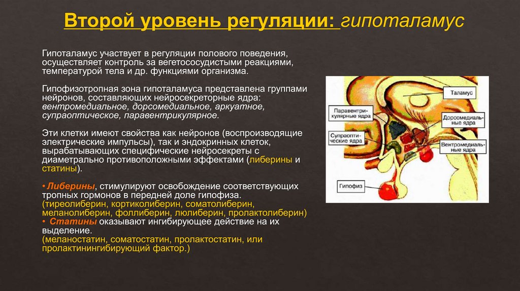 Второй уровень регуляции: гипоталамус