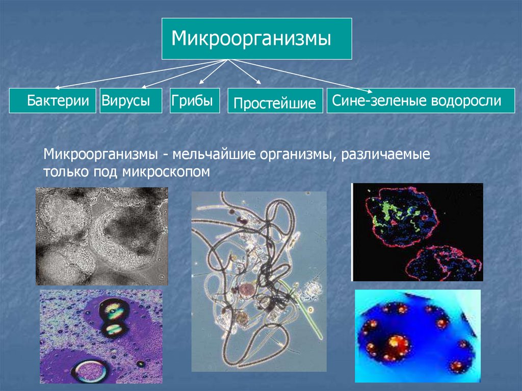 Бактерии примеры. Селекция микроорганизмов вирусов. Микроорганизмы примеры. Селекция микроорганизмов презентация. Селекция микроорганизмов примеры.