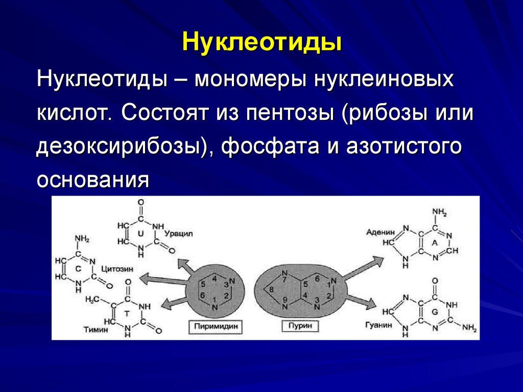 Нуклеотид является мономером белков. Функции нуклеотидов биохимия. Нуклеотид состоит из.