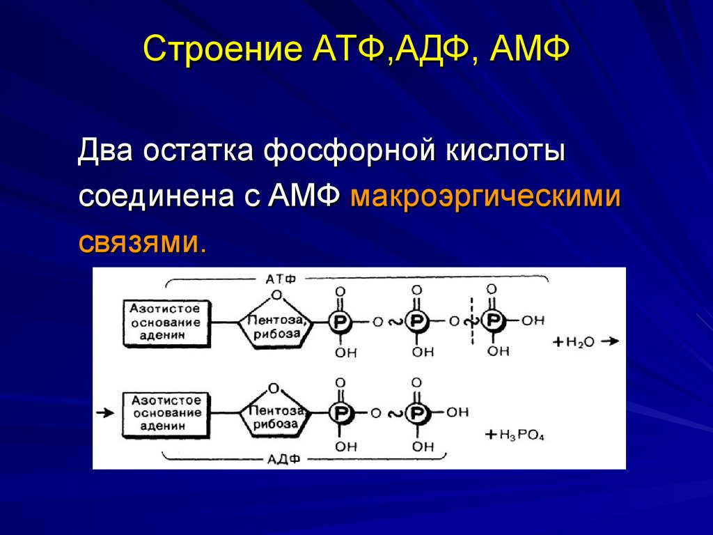 Отличие атф. Строение АТФ И АДФ. Химическая формула АТФ И АДФ.
