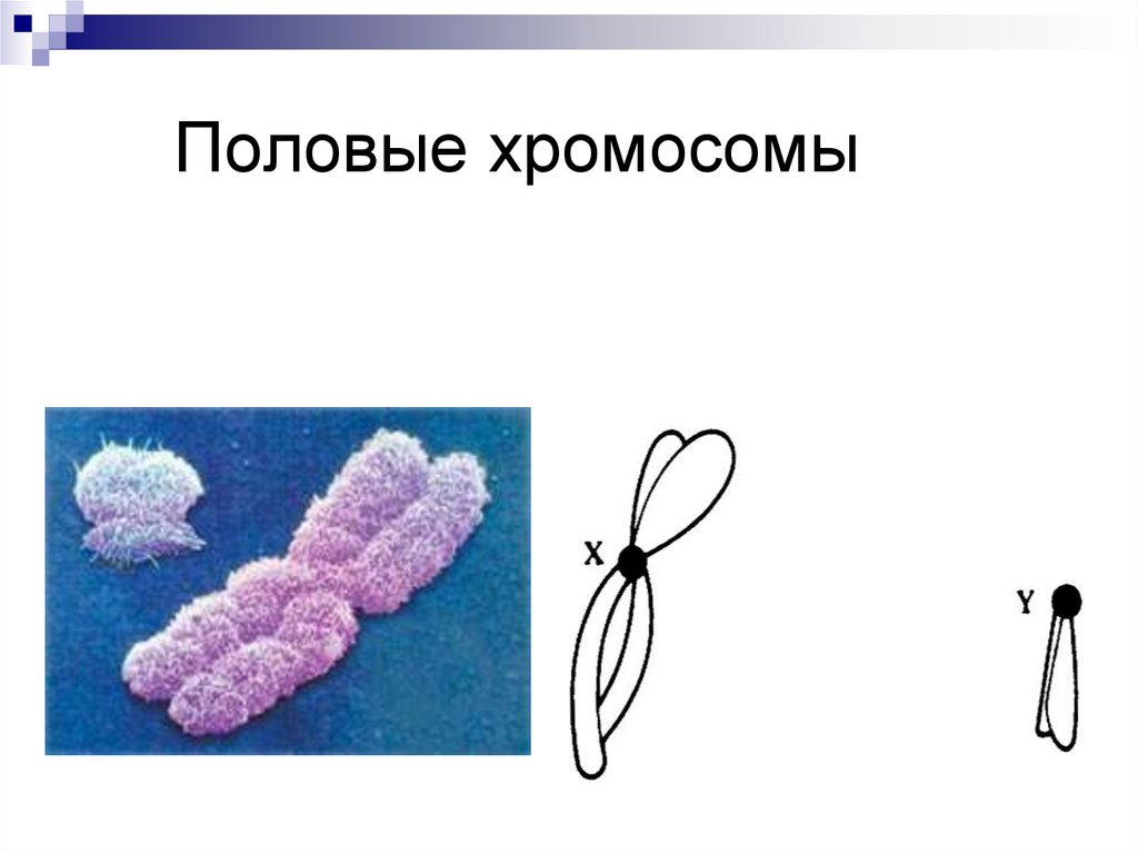 Половые хромосомы мужского организма. Половые хромосомы. Половые хромосомы рисунок. Половая y хромосома строение.