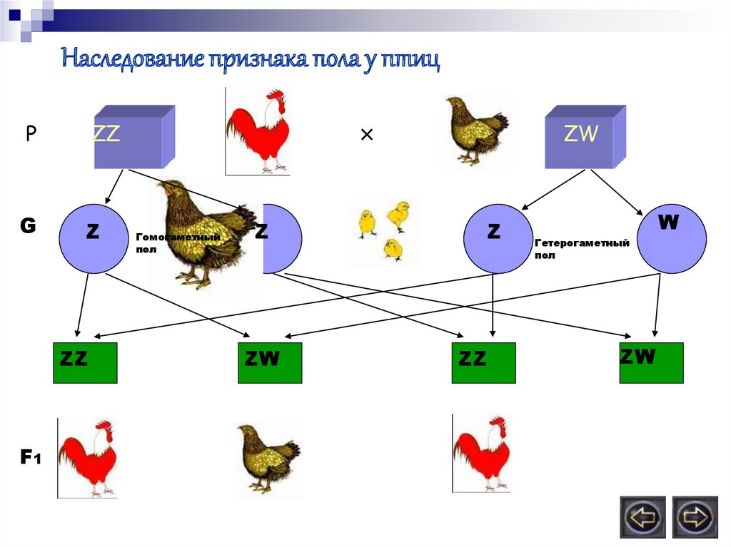 Схема наследования признаков