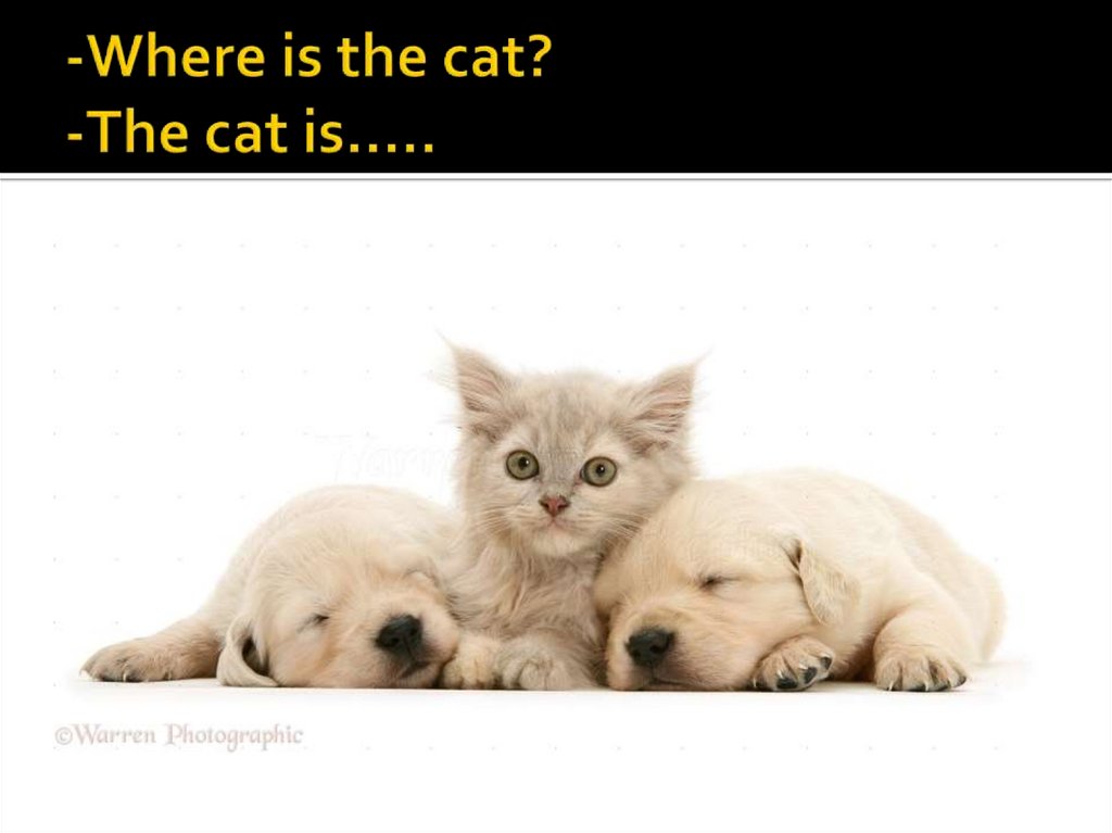 -Where is the cat? -The cat is…..