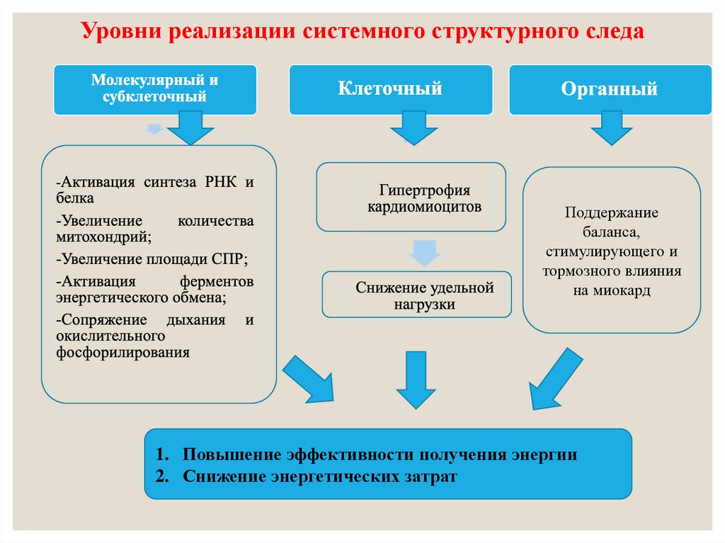 Стадии компенсаторной гиперфункции миокарда