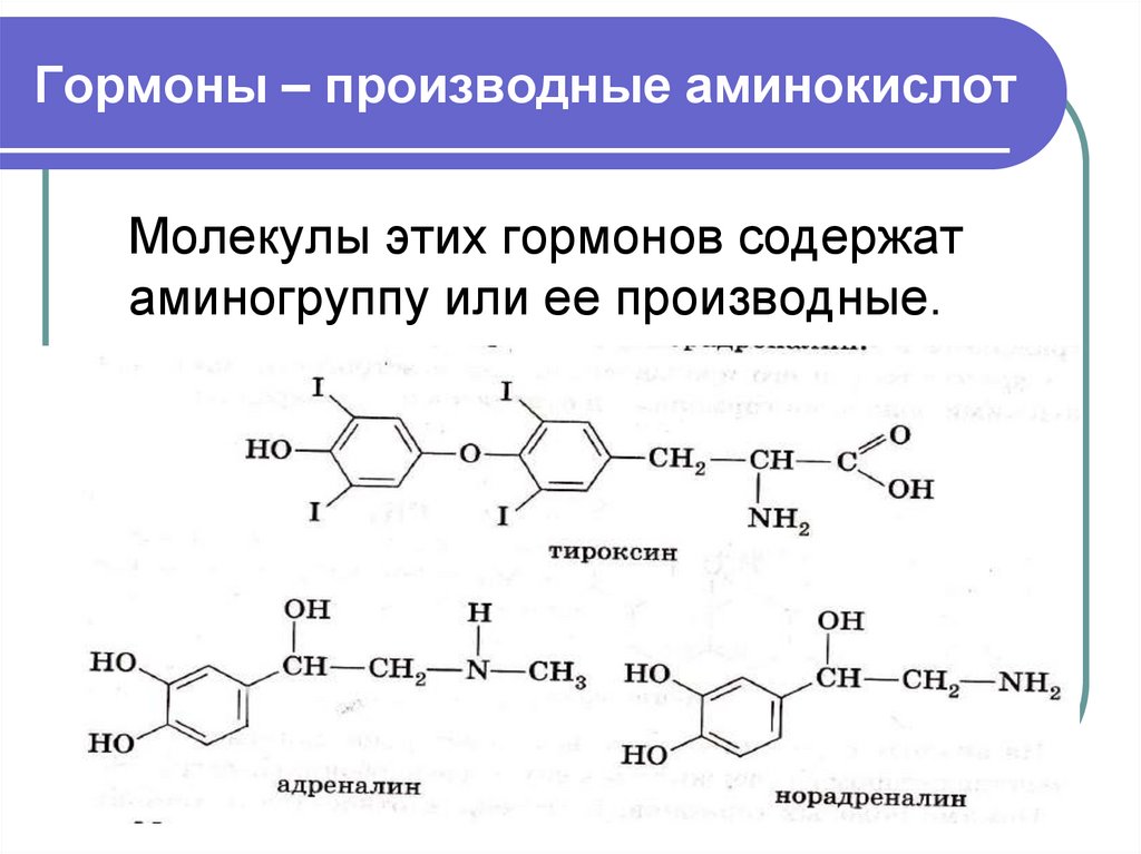 Химическая природа гормонов аминокислотная белковая стероидная заполните схему