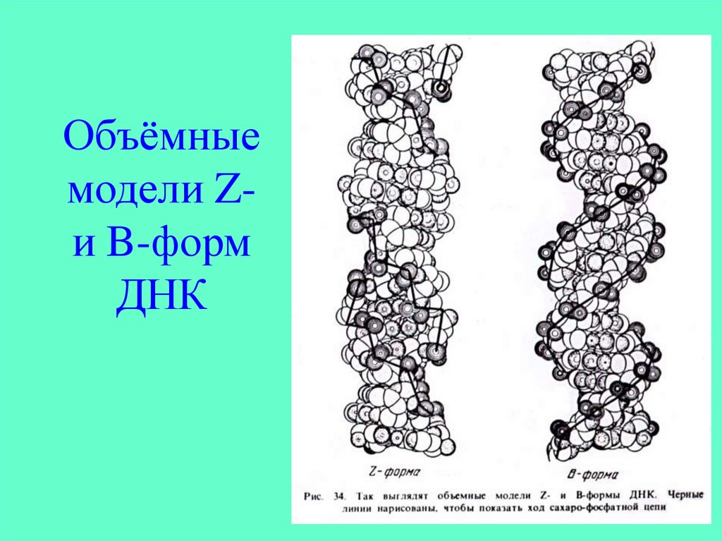 Форма днк. Конформационные формы ДНК. B форма ДНК. Конформации молекулы ДНК. Z форма ДНК.