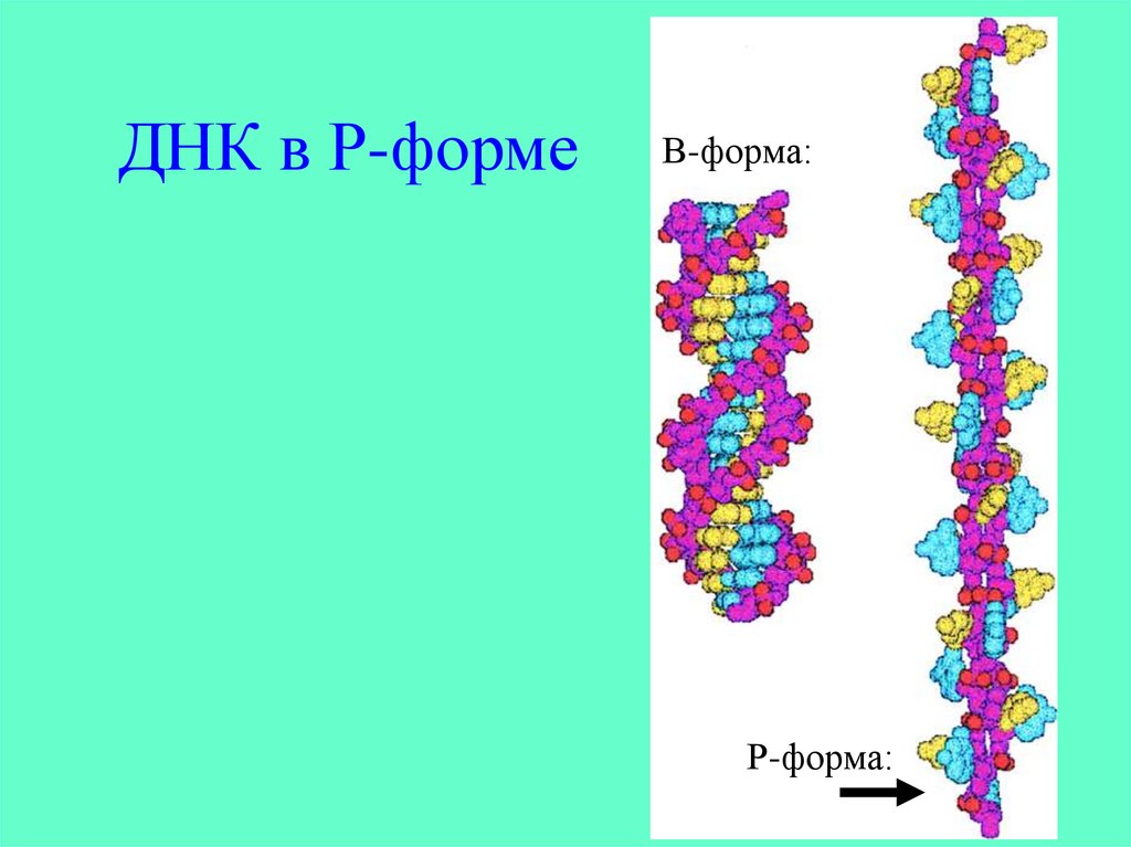 Форма днк. Формы ДНК. Конформации молекулы ДНК. H форма ДНК. Образец ДНК.