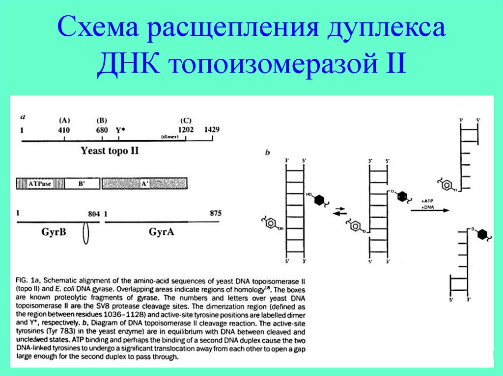 Для днк характерно. Для дуплекса ДНК характерно. Схема расщепления. Дуплекс ДНК схема. ДНК дуплекс характеристики.