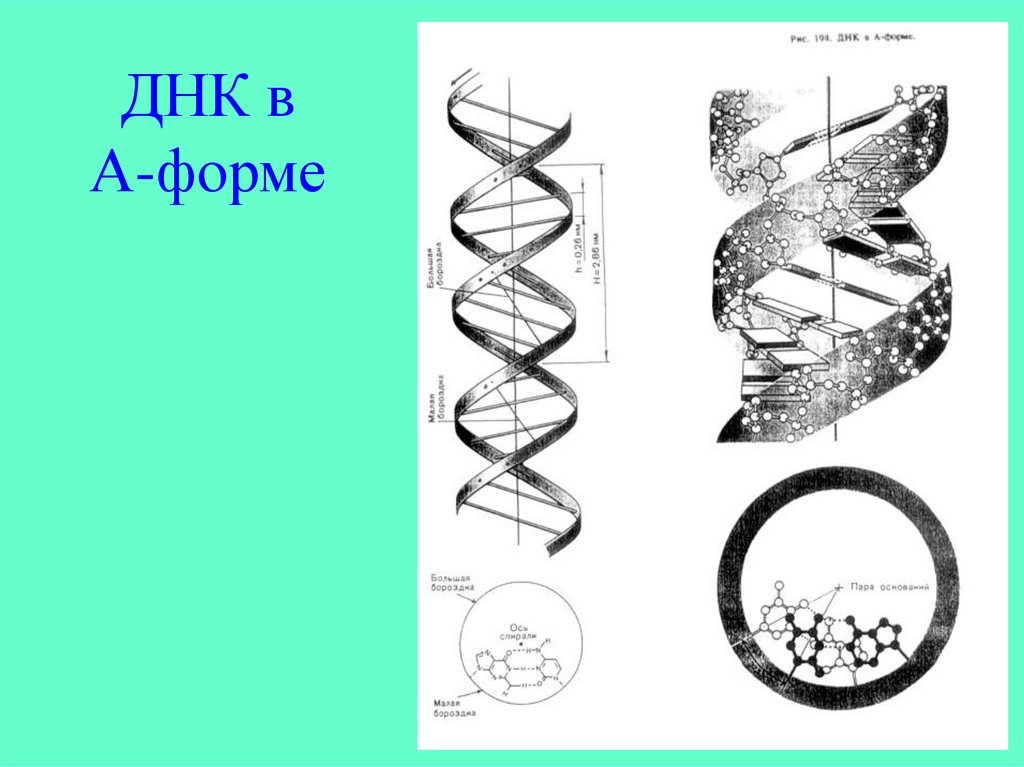 Форма днк. Формы ДНК. Конформационные формы ДНК. А семейство ДНК. Б форма ДНК.